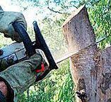 Best Tree Health Inspection  in Tillson, NY