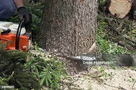 Best Arborist Consultation Services  in Tillson, NY