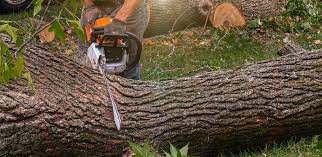 Best Utility Line Clearance  in Tillson, NY