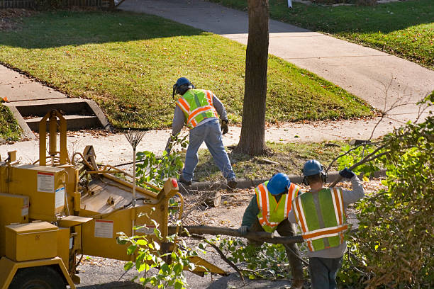 How Our Tree Care Process Works  in  Tillson, NY