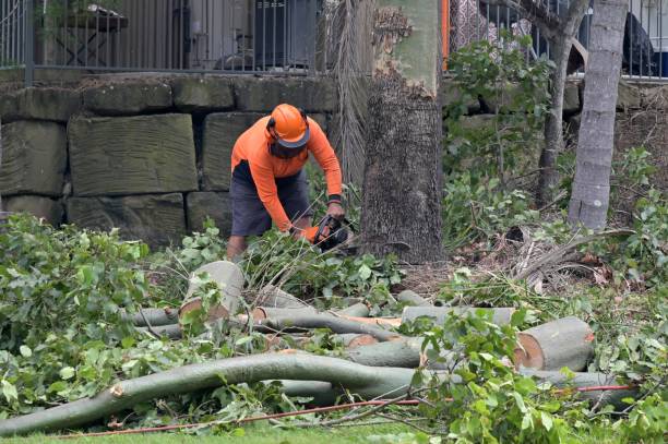 Best Tree Removal  in Tillson, NY